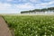 Blooming potato field in the Netherlands