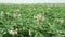 Blooming potato field with pink flowers