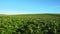 Blooming potato field, plants sway in a wind.