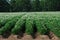 Blooming Potato Field in Wisconsin