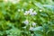 Blooming potato in the garden. Flowers of potato in the backyard close up. Homegrown potato blossom