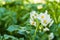 Blooming potato in the garden. Flowers of potato in the backyard close up. Homegrown potato blossom