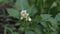 Blooming potato plant moving in the wind