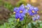 Blooming potatoes, blue flowers. The nightshade family. Natural, environmentally friendly product