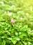 Blooming potatoes with green leaf