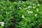 Blooming potatoes. White blooming potato flower on a farm, field. Organic farming concept