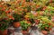 Blooming potted begonias