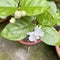 A blooming potted jasmine tree in the garden