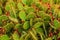 Blooming prickly cactus close-up top view. Prickles texture