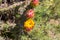 Blooming Prickly Pear Cactus