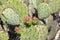 Blooming Prickly Pear Cactus