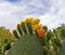 Blooming Prickly Pear cactus