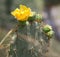 Blooming Prickly Pear Cactus