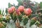 Blooming Prickly Pear with cactus fruits and flowers