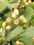 Blooming Prickly Pear or Paddle cactus with yellow flowers in An