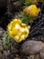 Blooming Pricky Pear Cactus at Laguna Coast Wilderness Park, Laguna Beach, California