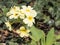 Blooming primrose or primula. Spring background. Yellow flowers with green leaves