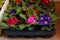 Blooming primroses in an assortment in flower pots for sale