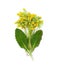 Blooming Primula veris, common names: common cowslip, cowslip, petrella, herb peter, paigle, peggle, key flower, key of heaven,
