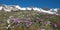 Blooming primulas at fellhorn mountain, allgau alps