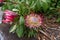 Blooming Protea Burchellii flower in the garden