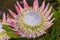 Blooming Protea Burchellii flower in the garden. Protea flower close up