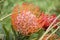 Blooming protea pincushion