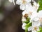 Blooming prunus tree with bee in spring