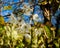 Blooming prunus tree detail