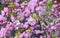Blooming prunus triloba, sometimes called flowering plum or flowering almond