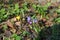 Blooming pulmonaria, lungwort in a sunlight. Beautiful bright violet flowers of a medunica