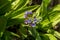 Blooming Pulmonaria officinalis in the forest. The blue flowers of  Lungwort. The plant is also known as Common lungwort, Mary`s