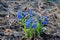 Blooming Pulmonaria in the spring forest.