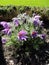 Blooming Pulsatilla in raindrops, spring