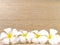 blooming pure white frangipani plumeria flower head or leelawadee on wooden floor with plank wall