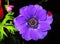 Blooming purple anemone flower with big purple petals - spring flowers