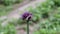 Blooming purple arrow of garlic in spring, macro