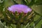 Blooming Purple Artichoke Growing in Garden Shallow DOF