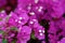 Blooming purple bougainvillea against the backdrop of foliage in Jordan