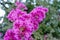 Blooming purple bougainvillea against the backdrop of foliage in Jordan