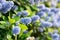 Blooming purple Californian lilac flowers. Ceanothus thyrsiflorus blue flower in the garden. Copy space for text