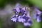 Blooming Purple Catnip Flower Blossom Macro Capture