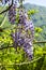 Blooming purple clusters of flowers wisteria lilac bright bloom season spring