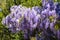 Blooming purple clusters of flowers wisteria lilac bright bloom season spring