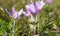 Blooming purple colchicum autumnale macro on natural background.