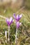 Blooming purple colchicum autumnale on natural background.Violet