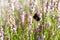 Blooming purple common heather and bumblebee, close-up. Calluna vulgaris. Bright pink heather in sunlight. Purple