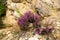 Blooming purple common heather Latin: Calluna vulgaris on the rocky parts in the Ardennes and Eifel park near Bayehon