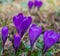 Blooming purple crocus flowers, first spring flowers in the forest