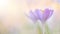 Blooming purple crocus flowers in a soft focus panoramic image